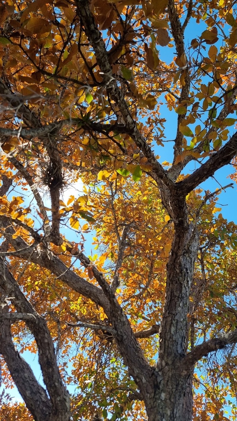 Quercus liebmannii photo 2