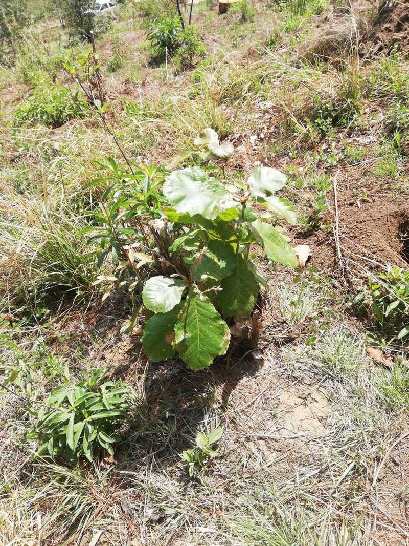Quercus liebmannii photo 3