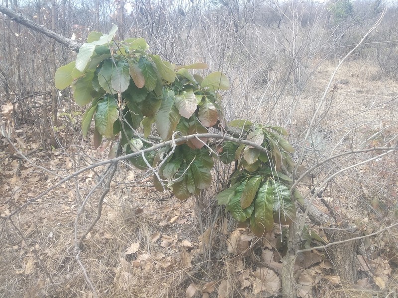 Quercus liebmannii photo 4
