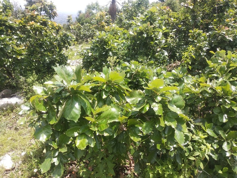 Quercus liebmannii photo 5