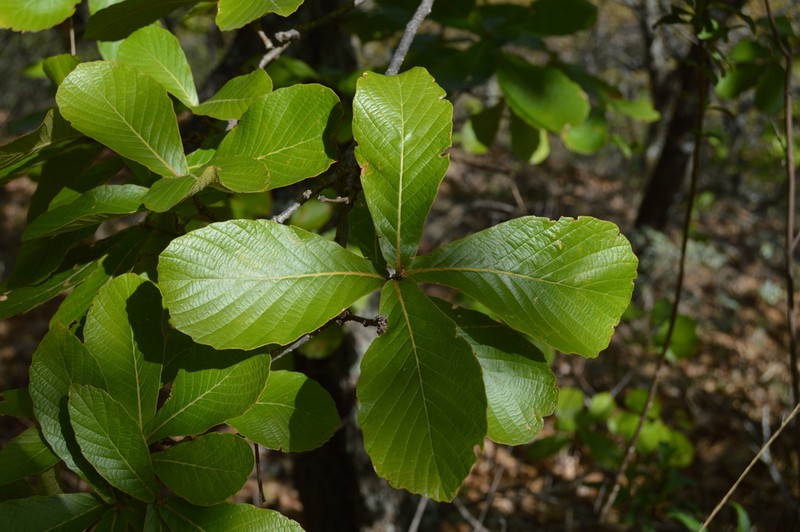 Quercus liebmannii photo 6