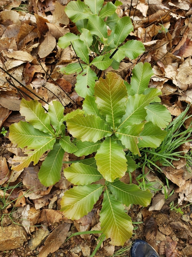 Quercus liebmannii photo 7