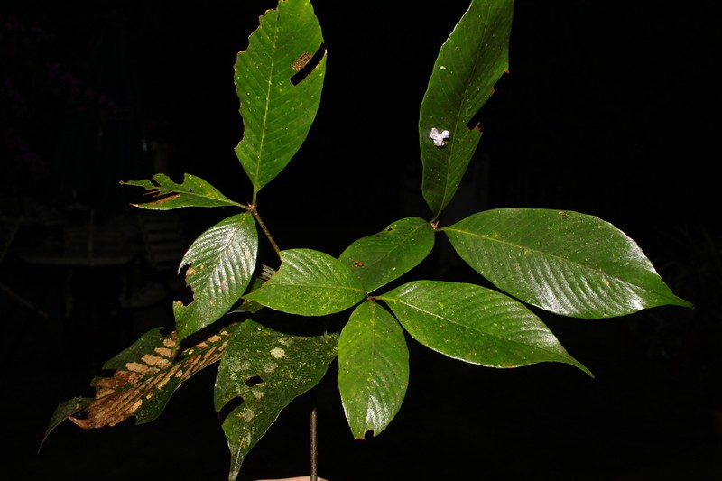 Quercus lineata