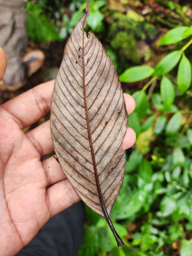 Quercus lineata photo 2