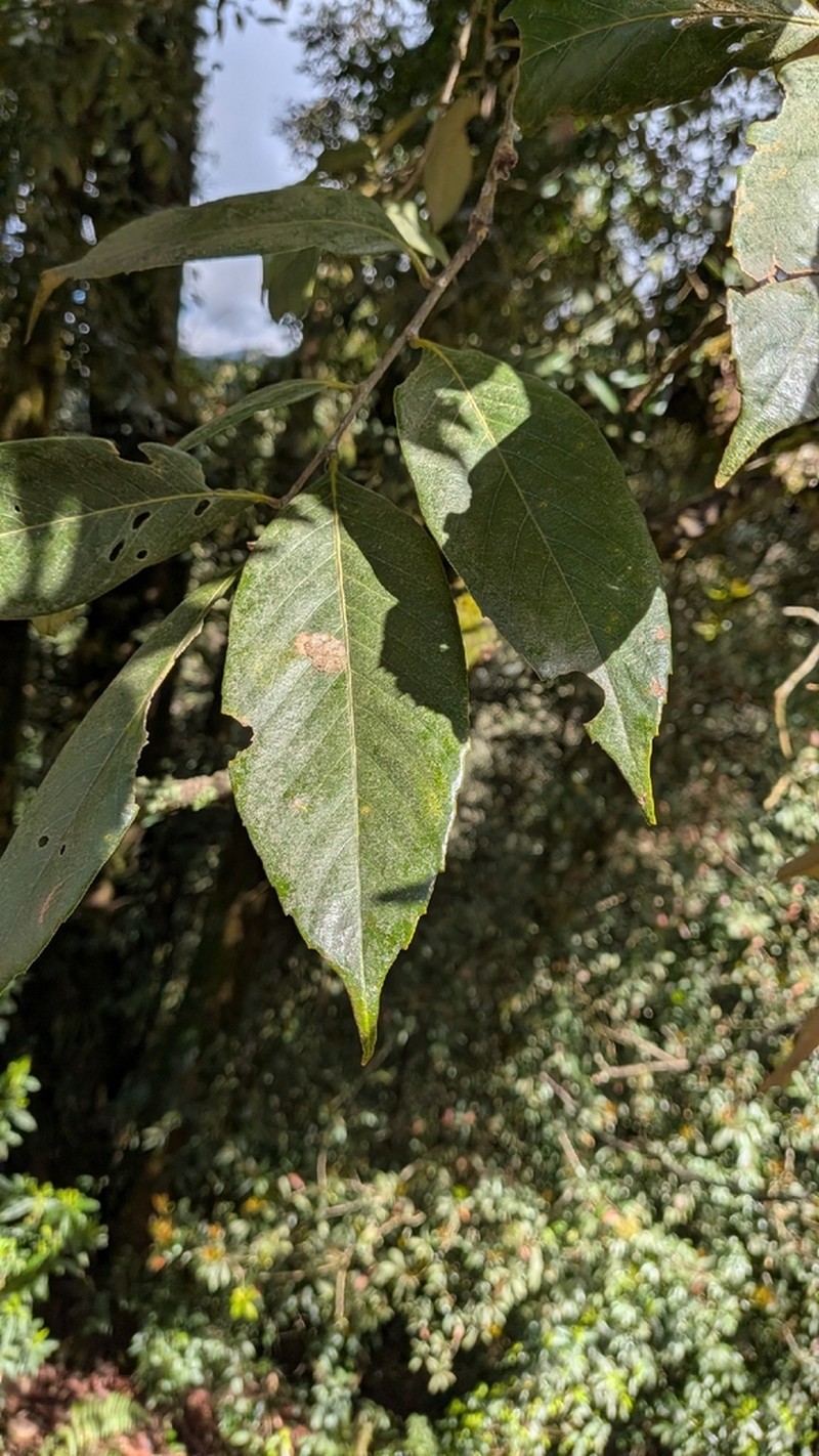 Quercus lineata photo 3
