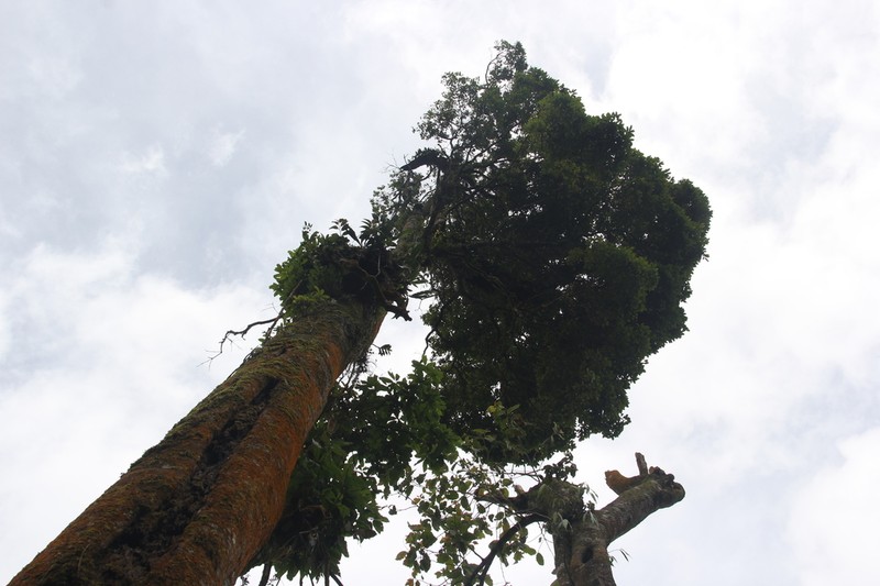 Quercus lineata photo 4