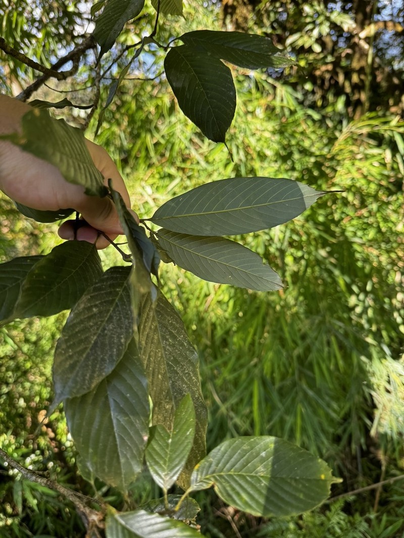 Quercus lineata photo 5