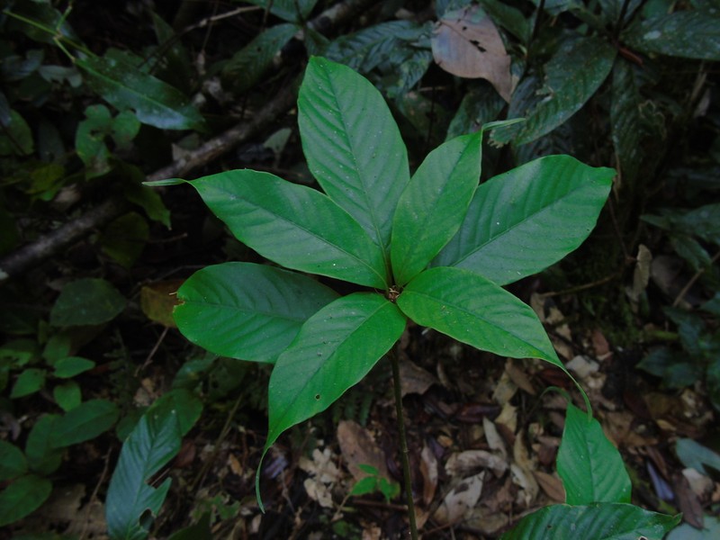 Quercus lineata photo 7