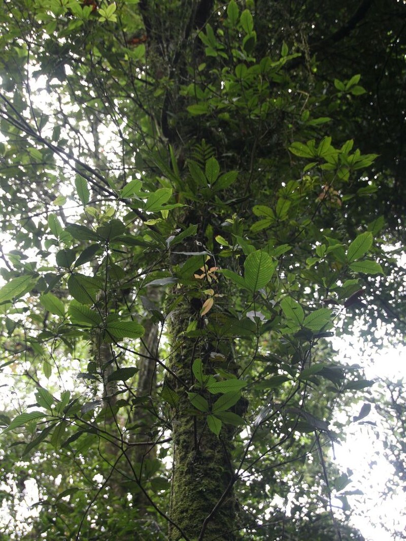 Quercus lineata photo 8
