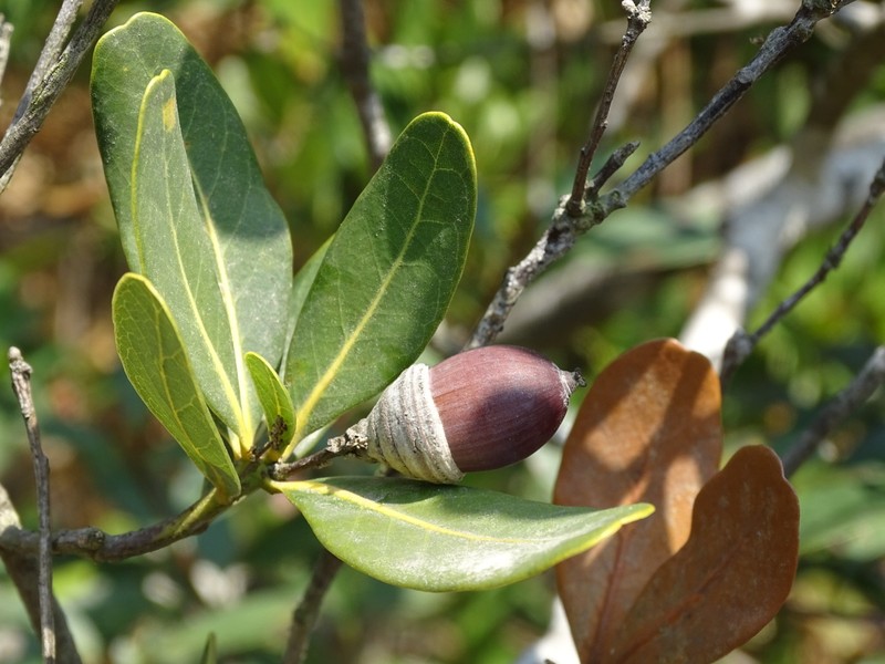 Quercus litseoides