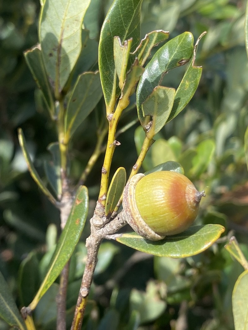 Quercus litseoides photo 2