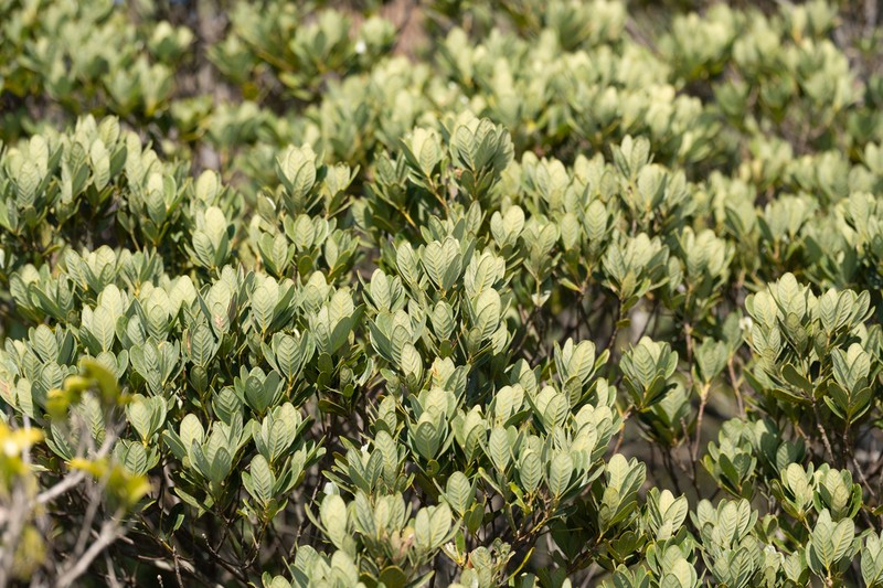 Quercus litseoides photo 3