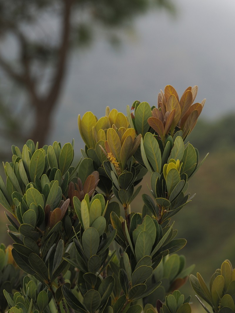 Quercus litseoides photo 4