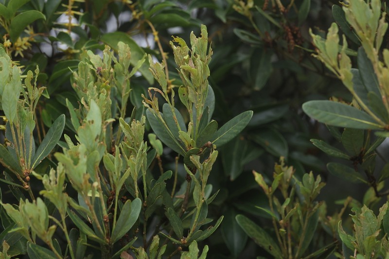 Quercus litseoides photo 5