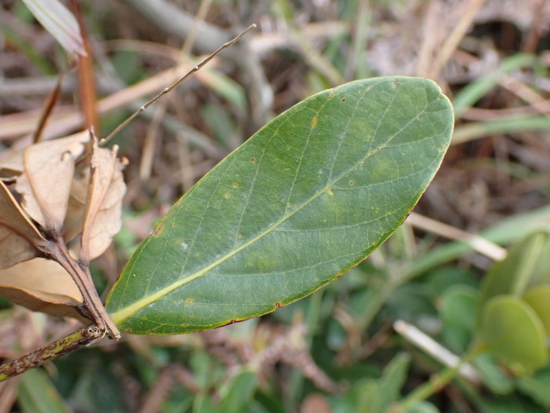 Quercus litseoides photo 6
