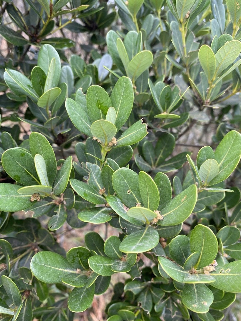 Quercus litseoides photo 7