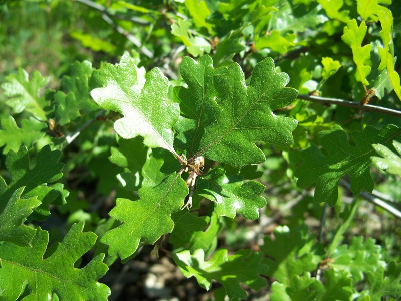 Valley Oak photo 2