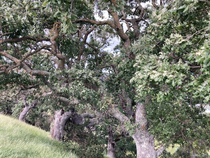 Valley Oak photo 2
