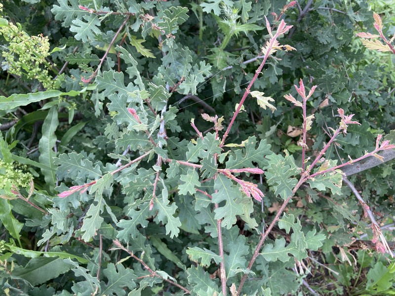 Valley Oak photo 3
