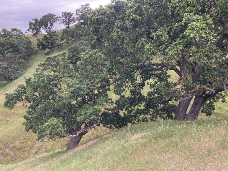 Valley Oak photo 4