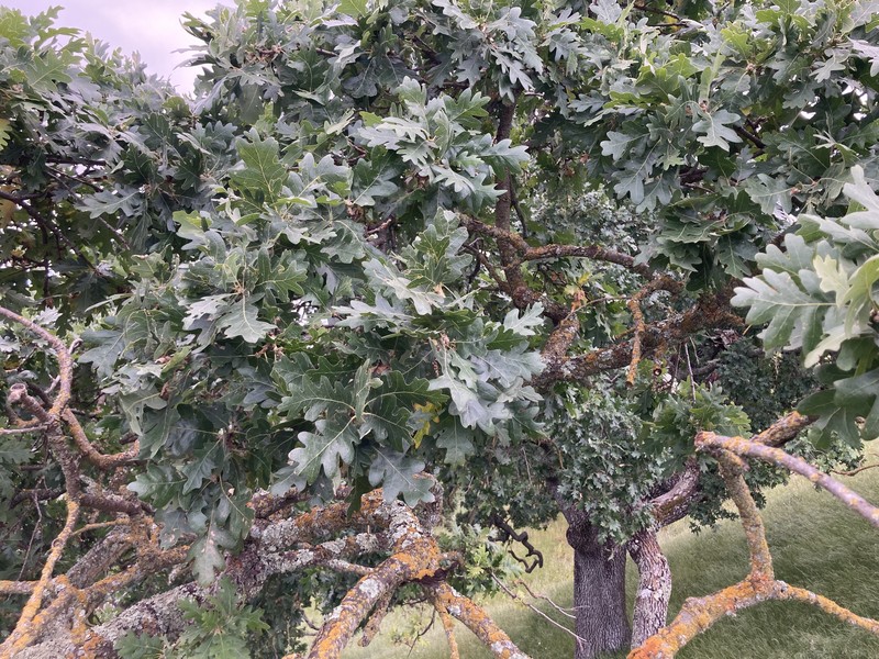 Valley Oak photo 5