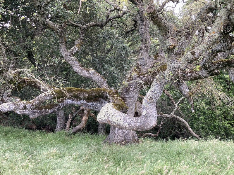 Valley Oak photo 6