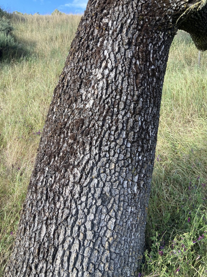 Valley Oak photo 7