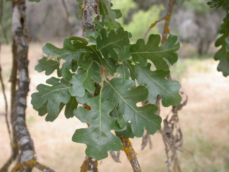 Valley Oak photo 8