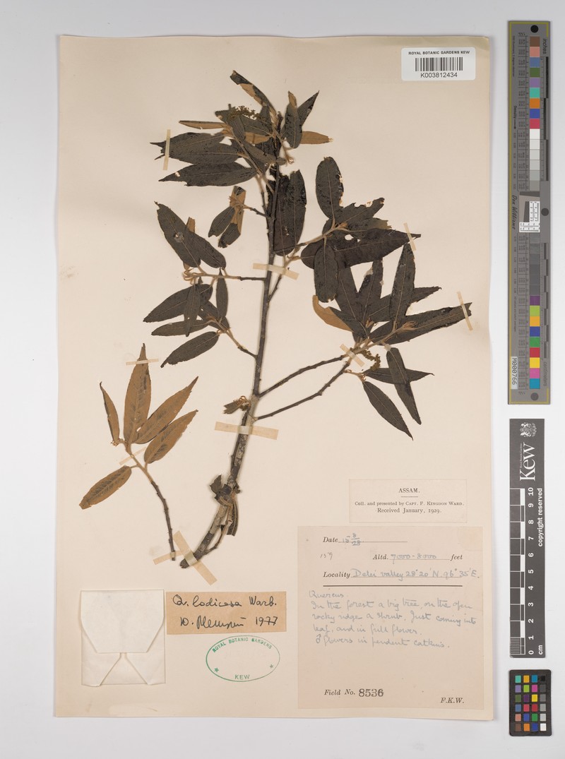 Quercus lodicosa