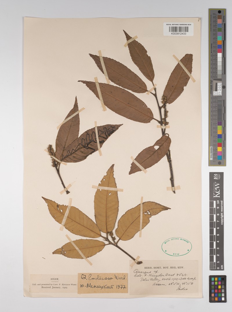 Quercus lodicosa photo 2