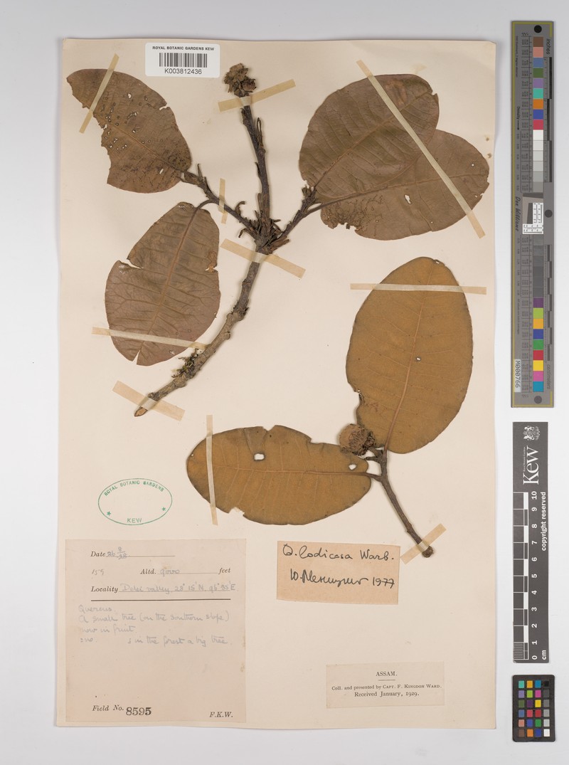 Quercus lodicosa photo 3