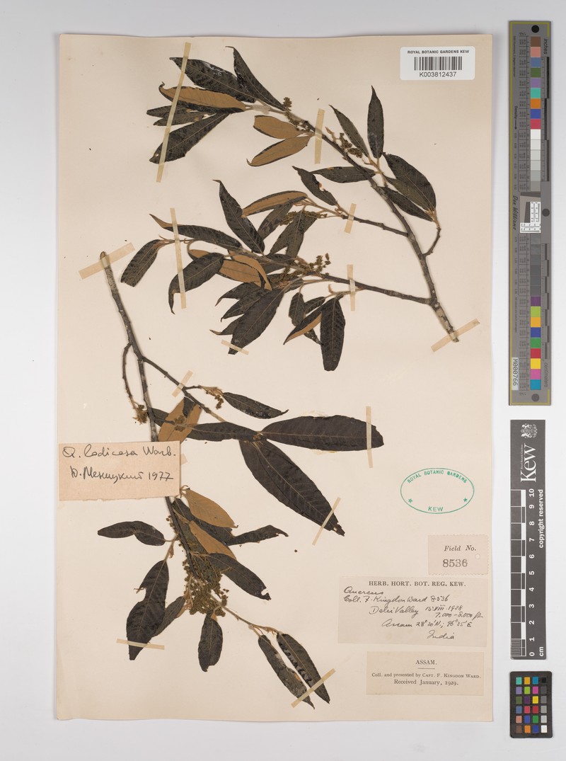 Quercus lodicosa photo 4