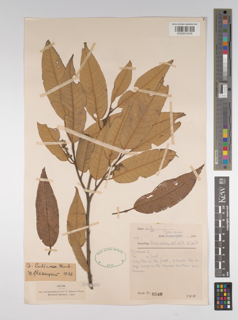 Quercus lodicosa photo 5