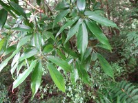 Quercus longinux