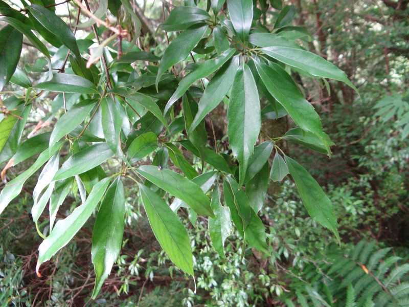 Quercus longinux