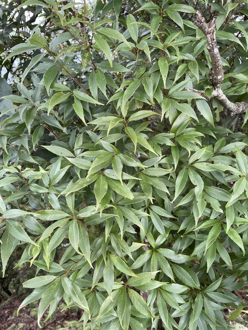 Quercus longinux photo 2
