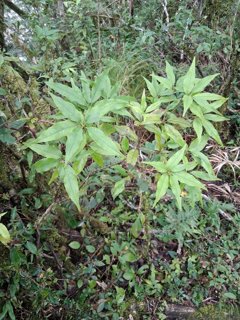 Quercus longinux photo 3