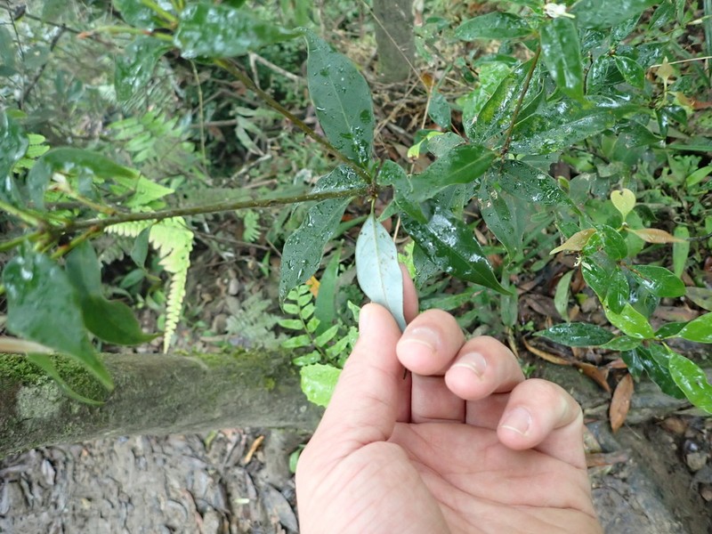 Quercus longinux photo 4