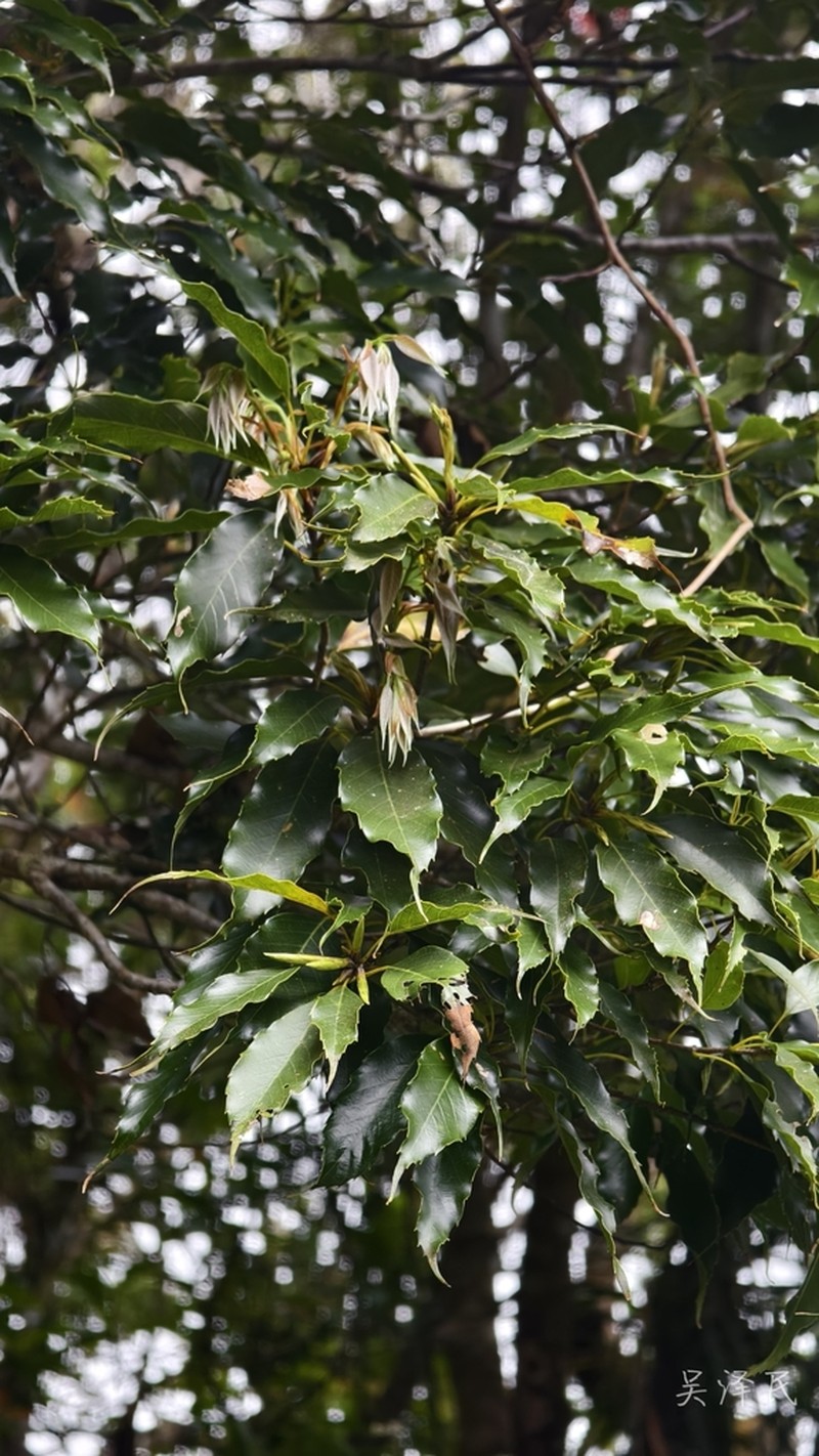 Quercus longinux photo 5