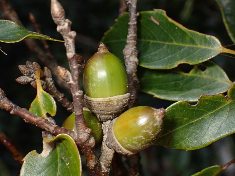 Quercus longinux photo 6