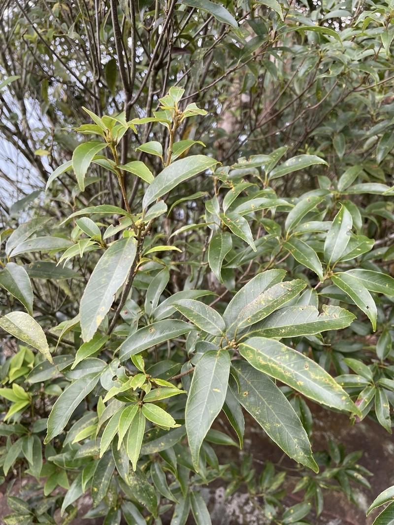 Quercus longinux photo 7