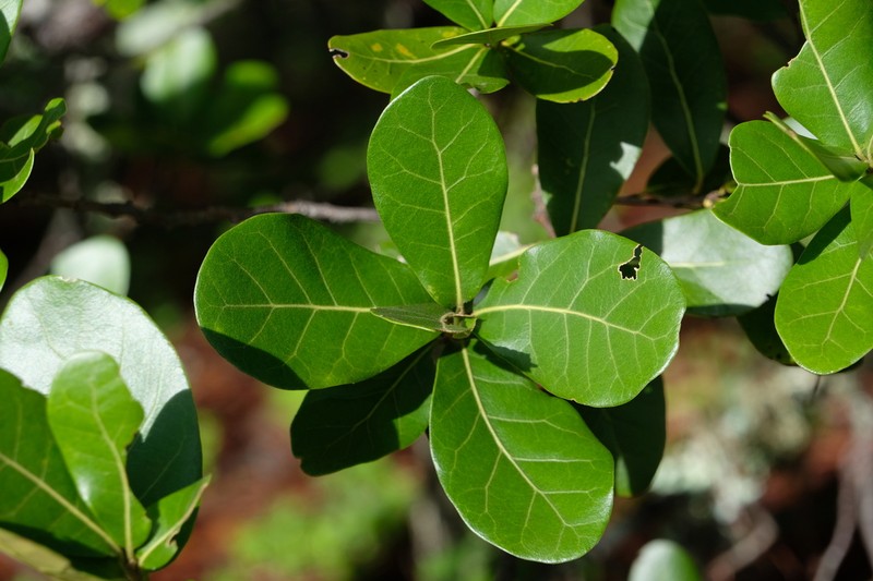 Quercus longispica