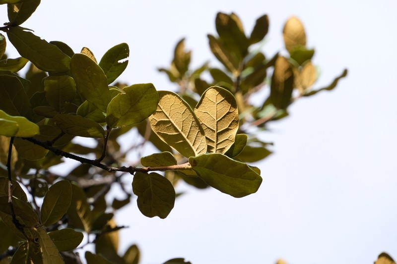 Quercus longispica photo 2