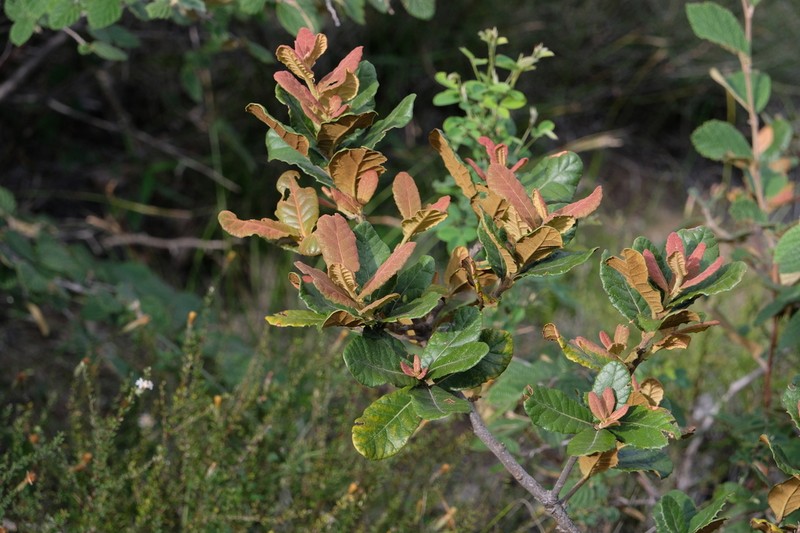 Quercus longispica photo 4