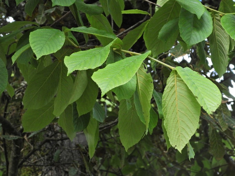 Quercus longispica photo 5
