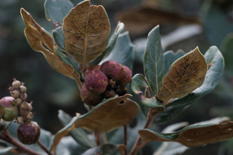 Quercus longispica photo 6