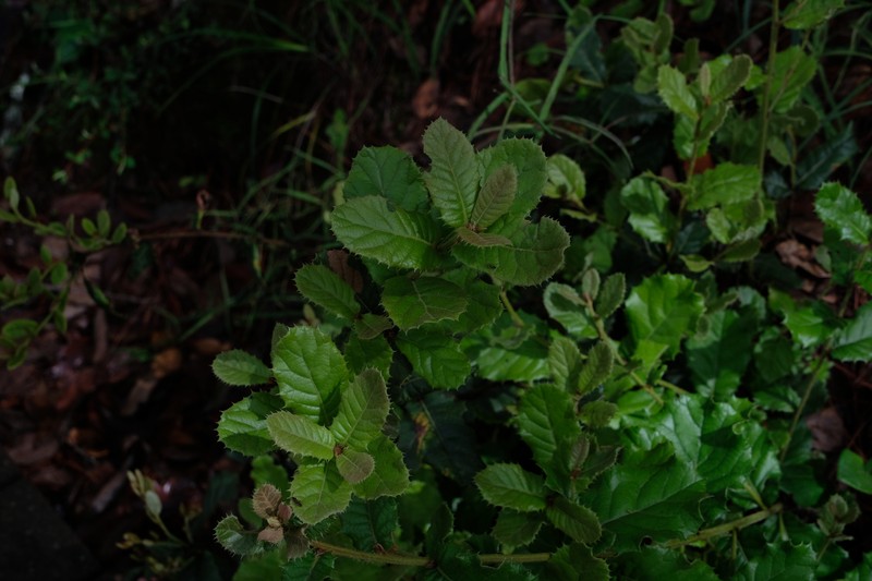 Quercus longispica photo 7