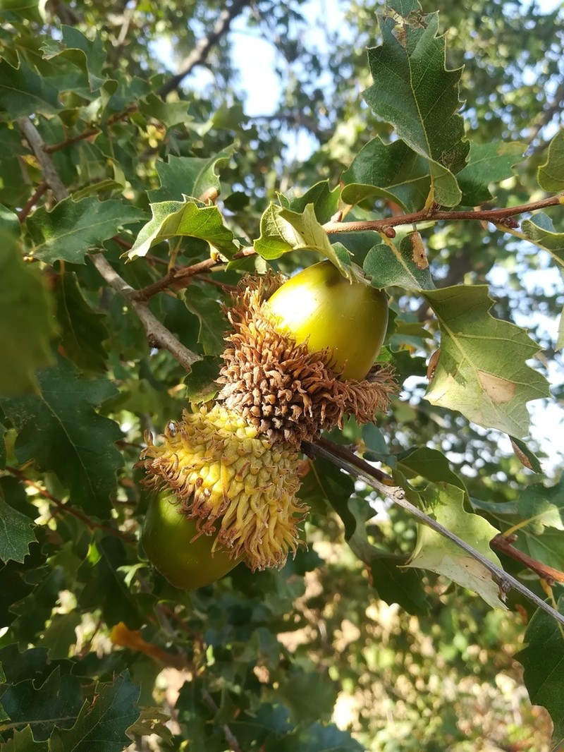 Quercus look