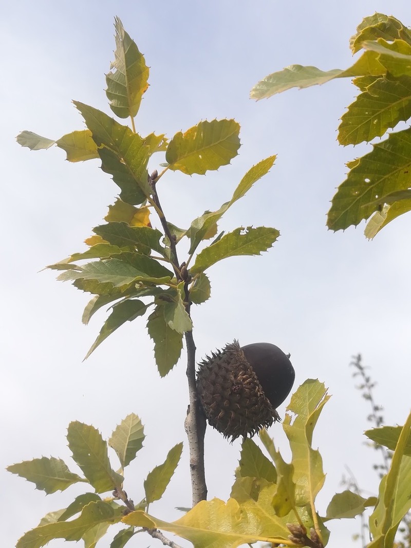 Quercus look photo 2