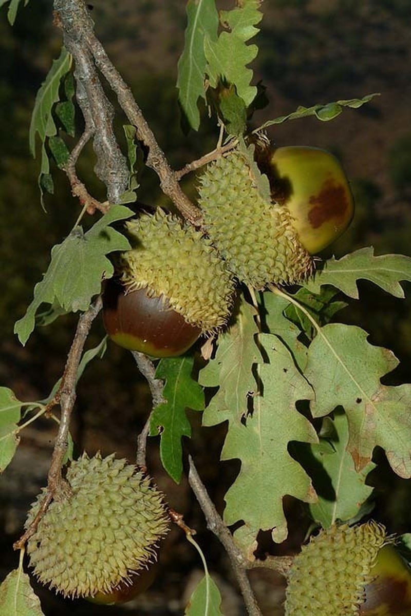 Quercus look photo 3